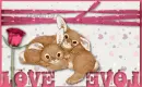 Love Bunnies