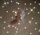 Ginger cat