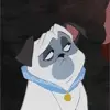 pug