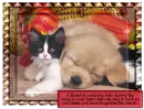 Friendship cats and dogs