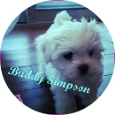 buddy simpson,codys dog