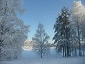 wintertrees