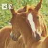 Horses Hug