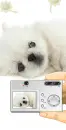 Snapshot Puppy