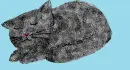 Grey cat