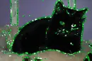 Resting cat