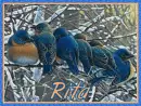 Bluebirds In Winter - Rita