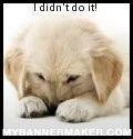 Innocent puppy