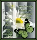 Butterfly Moments