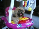 Spoiled Puppy