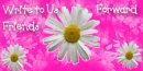 Pink Daisys