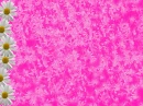 Pink Daisys