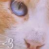 Cat Eyes