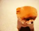 cute dog