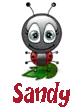 Sandy Ladybug