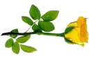 Sandy Flower