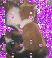 Cats in love