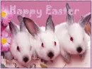 Cute Bunnies