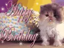 Happy Birthday Kitten.