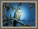 Birdsong on a lake