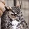 owl
