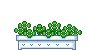 Clover Growing