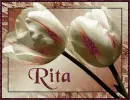 Spring Tulips - Rita