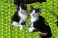 kittens