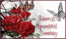 Beautiful Tuesday
