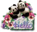 Panda - Hello