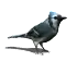 genny wren
