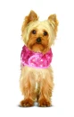 dog fashion