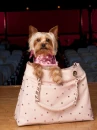 dog fashion