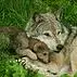 Save the wolves!!