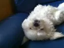zzz dog