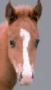 foal moving