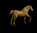 fjord pony