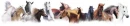 bunch a horses