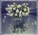 Snowdrops