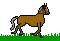 canter horse