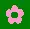 pink flower