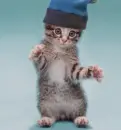 cat dance