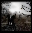 dark angel