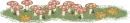 hongo