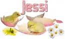 Chicks in pink eggshell- Jessi