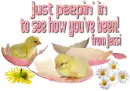 Peepin' in - Jessi