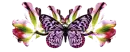 spring butterfly