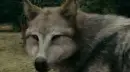 leah the wolf