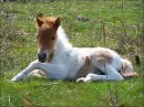 Foal