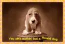 Elvis Presley- you ain't nothin' but a Hound Dog